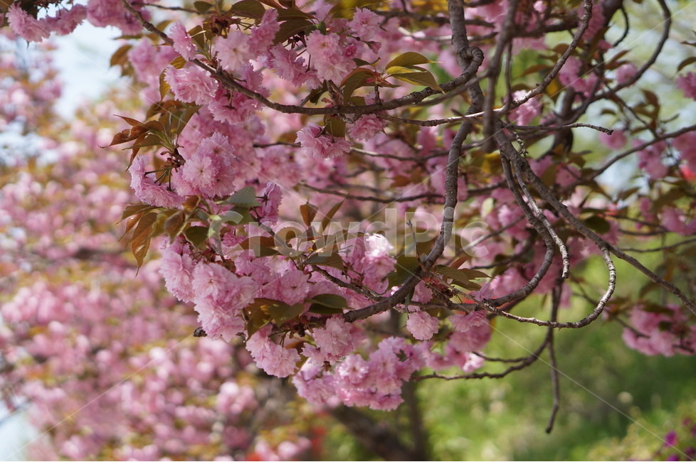 왕벚꽃,겹벚꽃,봄,풍경,핑크,나무,봄,계절,spring,season,식물,자연,plants,nature,꽃,flower,plant,blossom