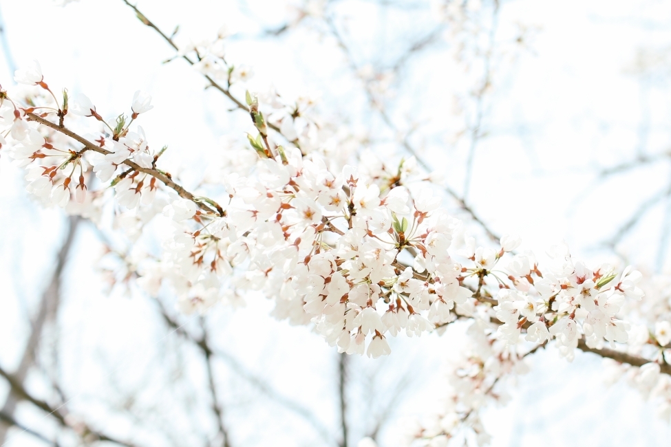 벚꽃,봄,꽃,감성,봄꽃,일상,식물,자연,plants,nature,봄,계절,spring,season,꽃,flower,plant,blossom
