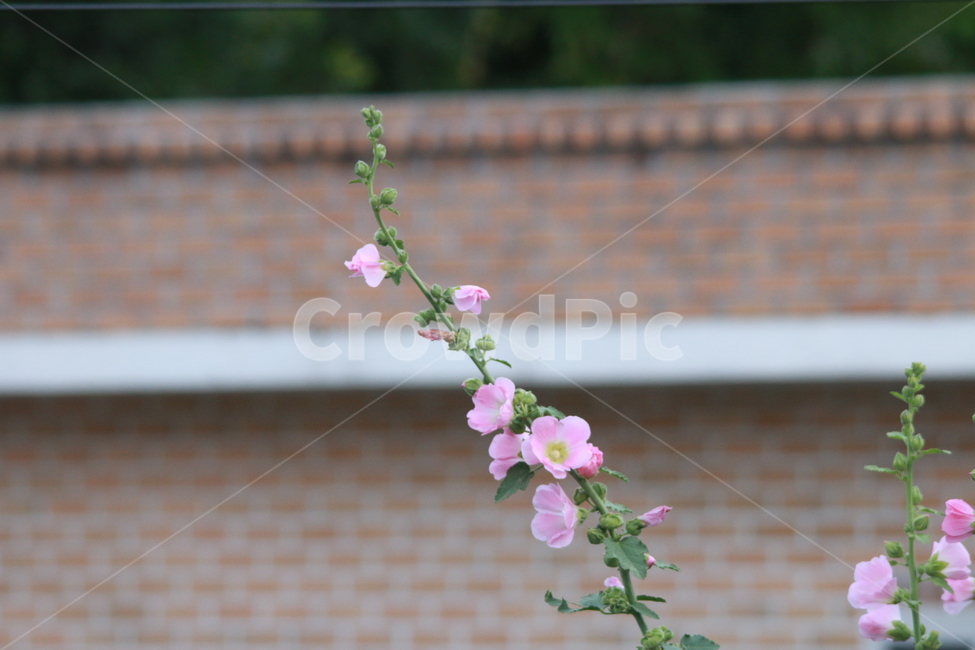우중출사,휴식,접시꽃,물방울,꿀벌,풍요,장마,소강상태,식물,자연,plants,nature,꽃,flower