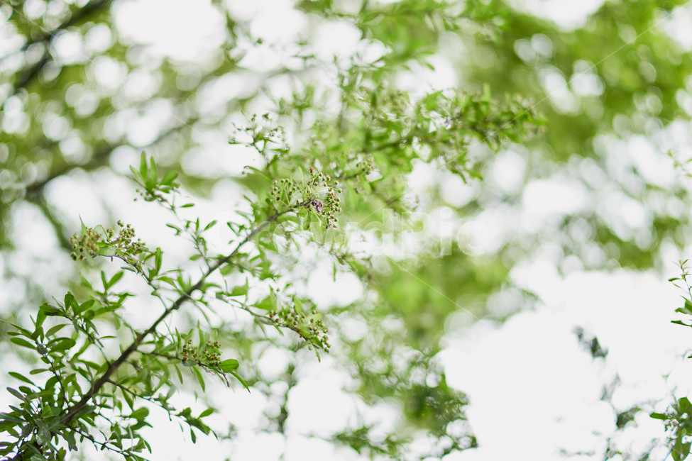 나무,빛,오후,보케,초록,배경,자연,초록색,tree,여름,식물,자연,plants,nature