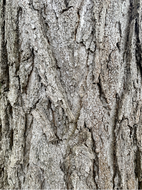 plant,식물,tree,나무,treetrunk,나무줄기,소나무,재질,질감,texture,pine,material,thebarkofatree,식물,자연,plants,nature,나무,trees,wood