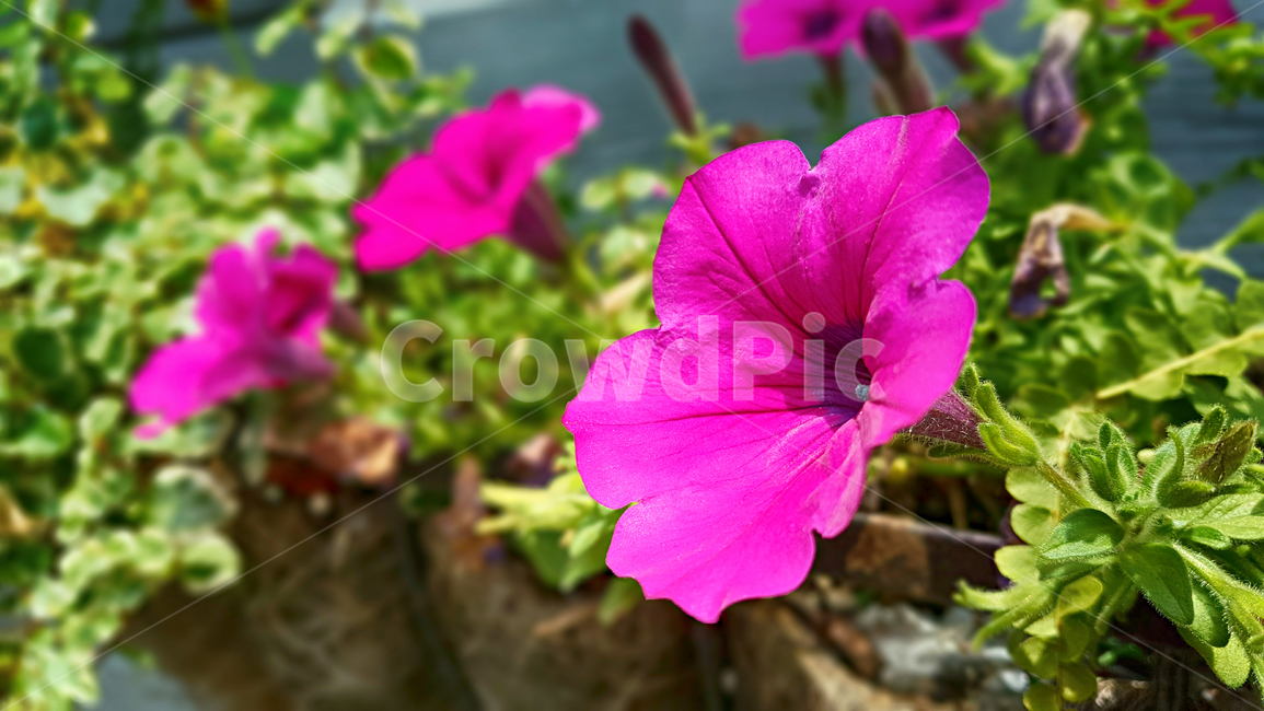 나팔꽃,꽃,flower,blossom,plant,식물,geranium,제라늄