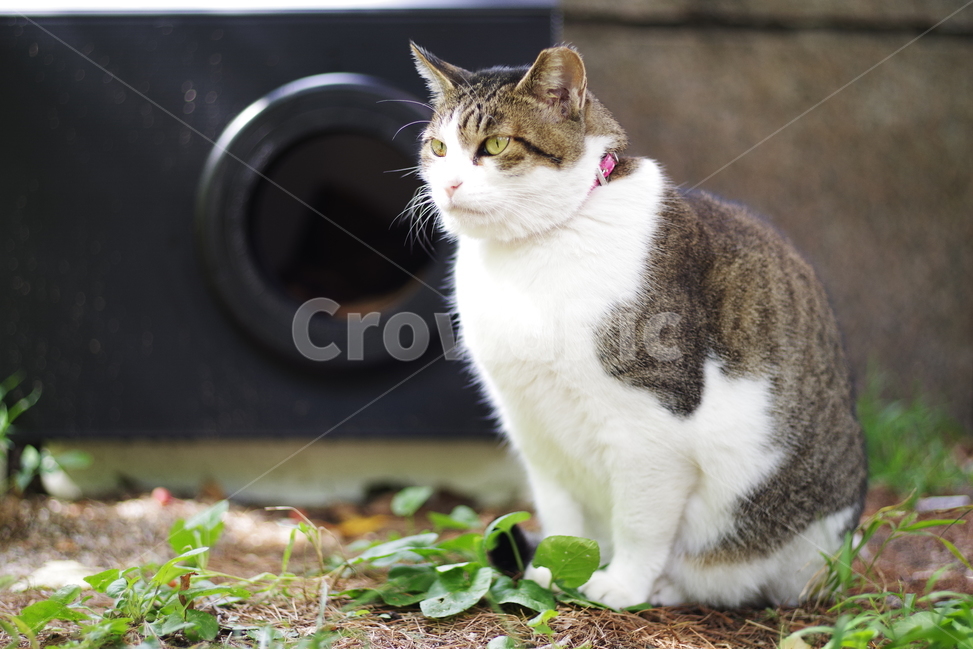 고양이,길고양이,동물,길냥이,애완동물,생명,자연,미묘,야생동물,cat,kitty,kitten,cute,lovely,adorable,pet,animal,streetcat,straycat,wildcat,wild,동물,animal,포유류,mammal,고양이,cat,kitten,kitty