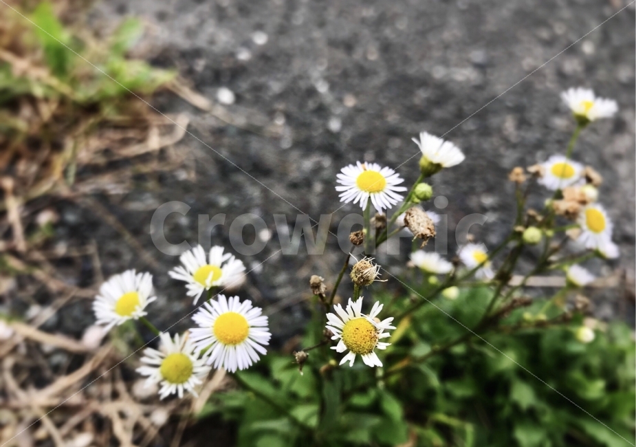 길,바닥,꽃,들꽃,바람,자연,자전거,풀,식물,자연,plants,nature,꽃,flower