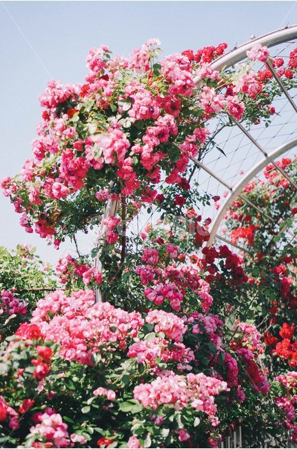 꽃,봄,장미,장미꽃,장미축제,식물,자연,plants,nature,꽃,flower,감성,sensible,feeling