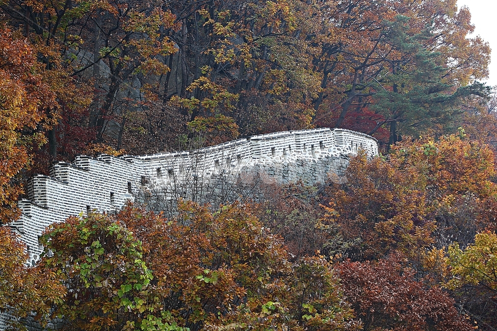 남한산성,성,성곽,단풍,낙엽,길,둘레길,숲,숲길,담,돌담,가을,자연,풍경,벽,울긋불긋,산성,식물,가을,계절,fall,autumn,season,한국전통,한국문화,korean traditional,korean culture,tree,나무,plant,leaf,잎,tree trunk,나무 줄기