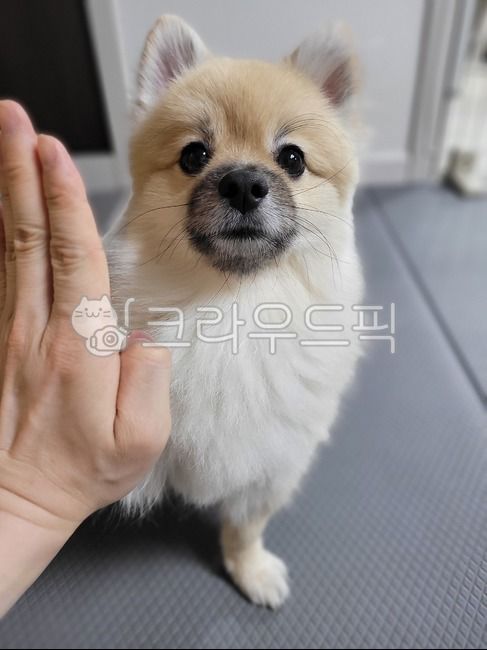 high five,smile,attractiveness,form,pomeranian,braided,snout,pet dog,dog,laugh,hand