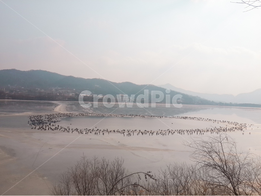 신정호수,철새,풍경,겨울,빛,자연,풍경,nature,landscape,한국자연풍경,한국자연경관,korea nature landscape,land,땅,outdoors,옥외,water,물