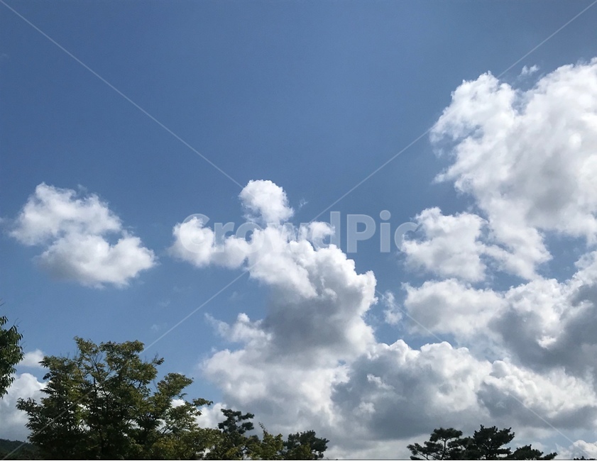 하늘,구름,나무,cloud,sky