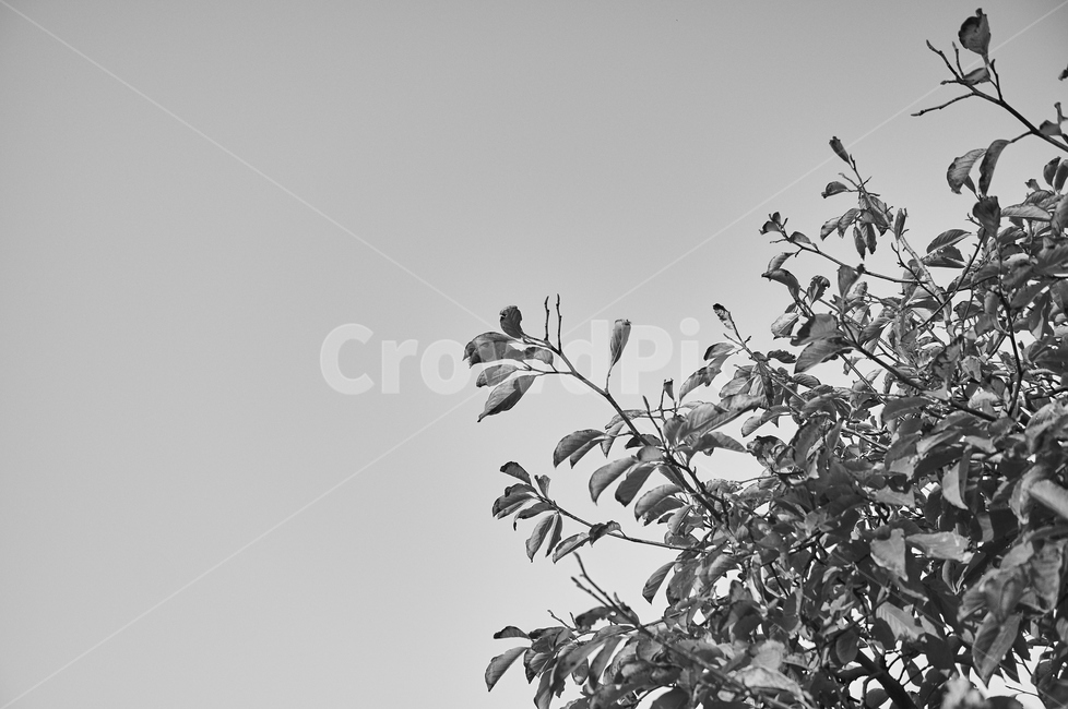 흑백,나무,자연,하늘,야외,자연풍경,풍경,식물,자연,plants,nature,흑백,모노톤,monochrome,black and white