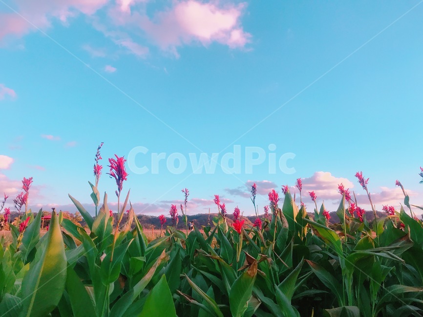 꽃밭,자연,하늘,봄,힐링,여유,꽃,꽃사진,flower,sky,뭉개구름,푸른하늘,맑은하늘