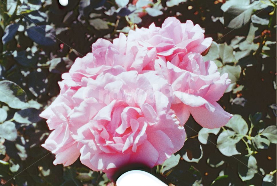 감성사진,필름카메라,풍경,식물,필름,식물,자연,plants,nature,꽃,flower