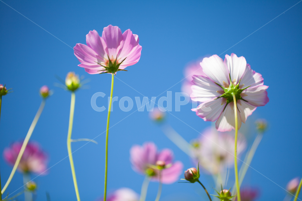 꽃,코스모스,가을,식물,flower,가을,계절,fall,autumn,season,식물,자연,plants,nature,꽃,flower,plant