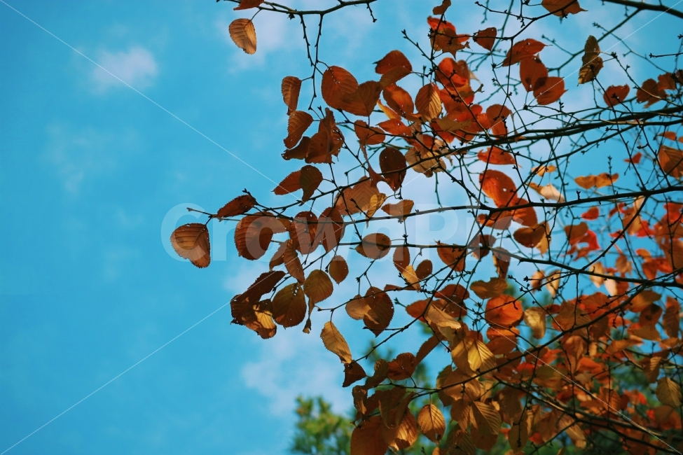 단풍,가을,나무,숲,나들이,소풍,은행,낙엽,가을,계절,fall,autumn,season,식물,자연,plants,nature,감성,sensible,feeling,plant,leaf,잎