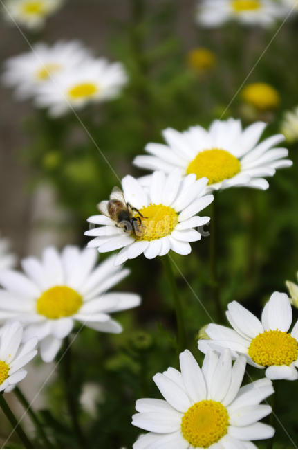 꽃,식물,color,flower,마가렛,벌,식물,자연,plants,nature,꽃,flower