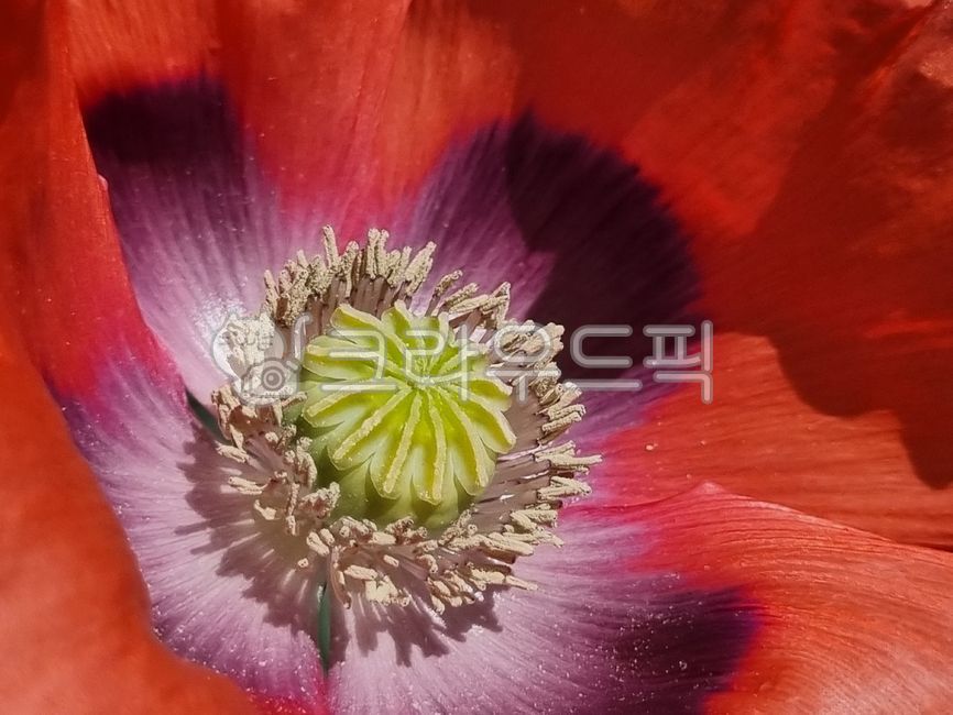 poppy,medicinaltobacco,biennial plant,biennialherb,opium flower,flower,poppyflower,medicinal cigarette,hyacinth,opiumflower,cherry blossom,poppy flower
