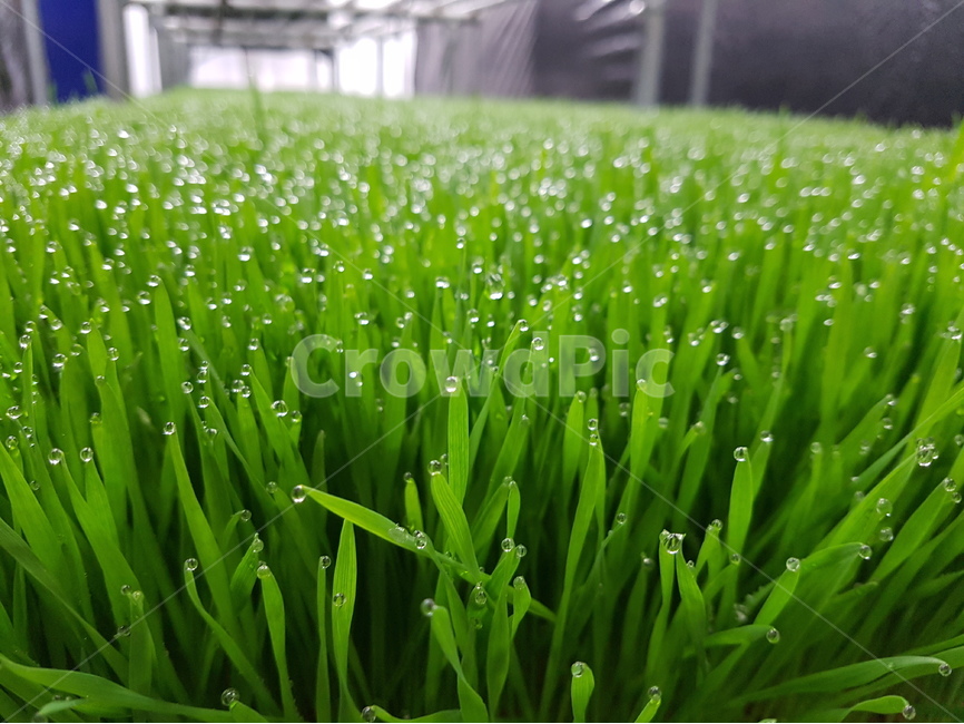 보리싹,보리잎,새싹,녹색,식물,식물,자연,plants,nature