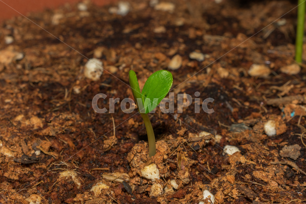 plant,식물,화분,새싹,흙,풀