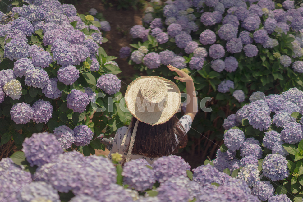 수국,꽃,보라색,연보라,hydrangea,여성,여자,밀짚모자,파나마햇,여름꽃,식물,자연,plants,nature,꽃,flower,사람,인물,인간,human,person,여성,여자,woman,female,lady
