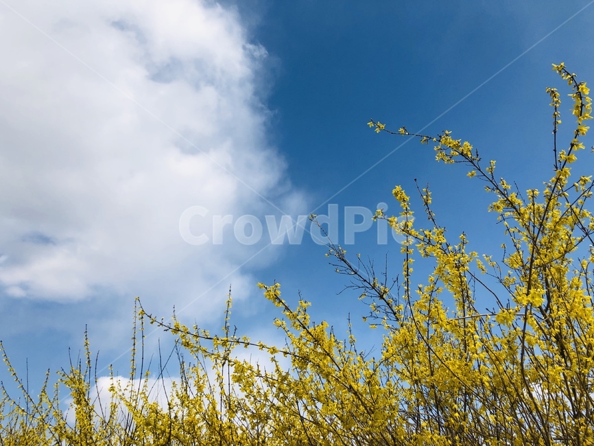 개나리,봄,하늘,파란하늘,하늘배경,개나리배경,개나리꽃,봄,계절,spring,season,자연,풍경,nature,landscape,outdoors,옥외