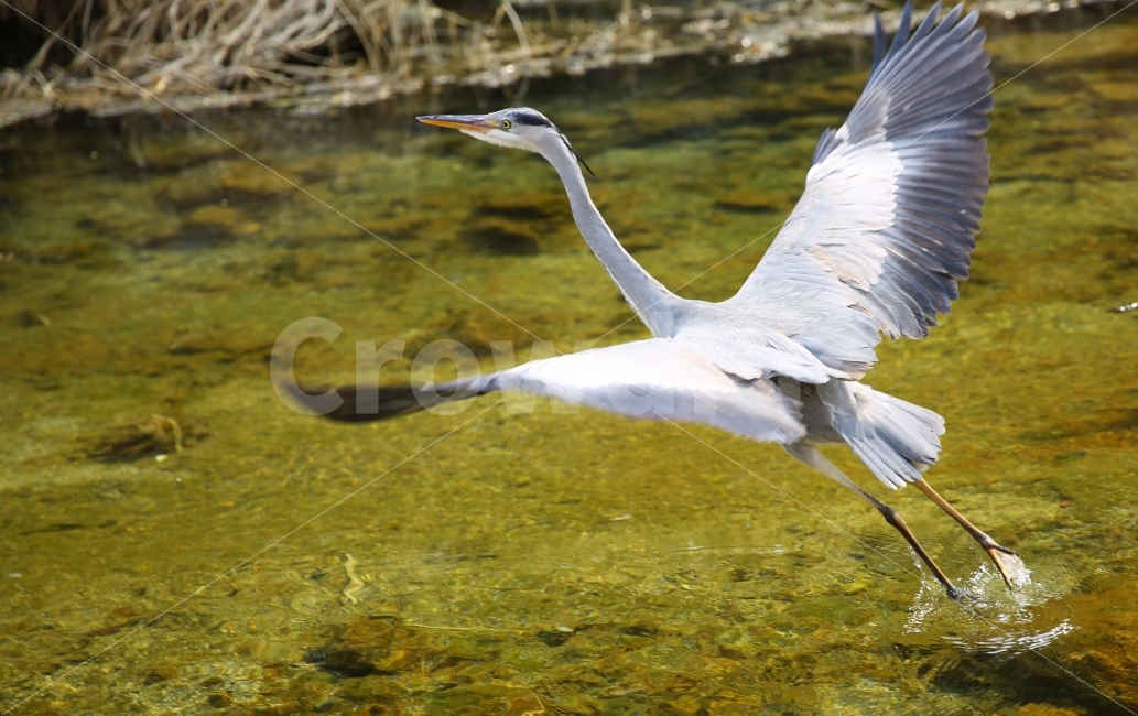 왜가리,새,청계천,강,조류,날개,비행,비상,fly,heron,부리,목,동물,animal,조류,새,birds