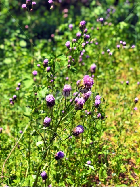 꽃,들꽃,봄,식물,flower