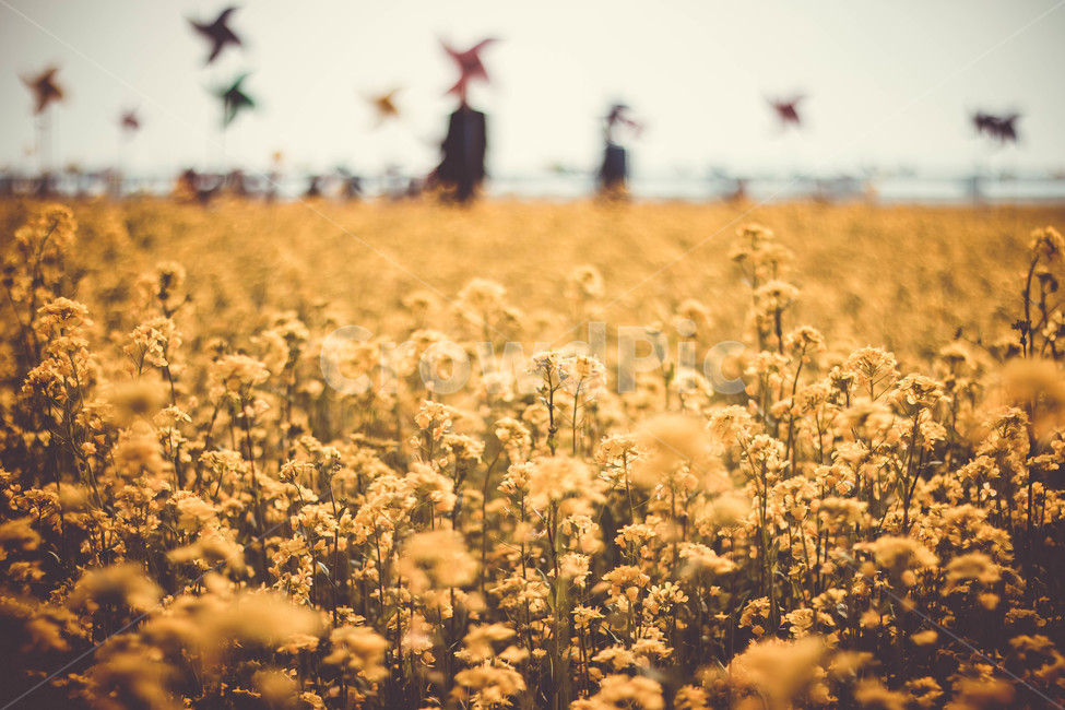 감성사진,유채꽃,노란꽃,대저생태공원,유채꽃축제,바람개비,봄,계절,spring,season,field,들