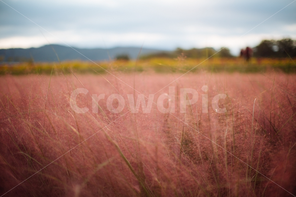 가을,감성,핑크뮬리,식물,분홍,자연,풍경,nature,landscape,감성,sensible,feeling,outdoors,옥외,grassland,목초지,field,들,savanna,대초원