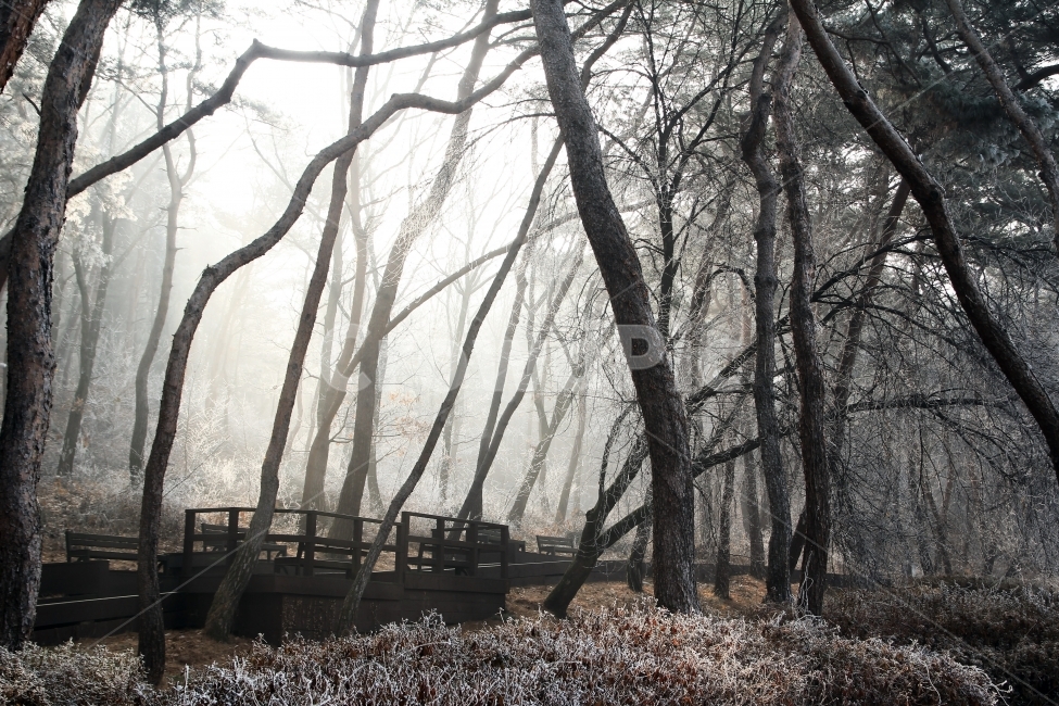 소나무,겨울,둘레길,산책,안개,세종대왕릉길,상쾌함,자연,겨울,계절,winter,season,자연,풍경,nature,landscape