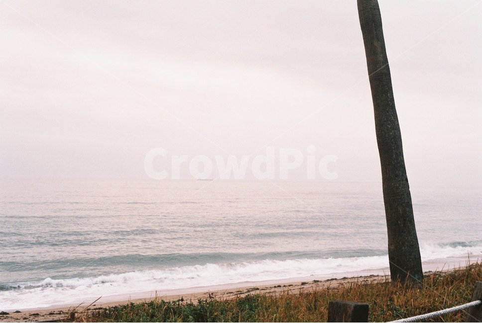 바다,나무,파도,하늘,제주도,자연,풍경,nature,landscape,해변,바다,beach,sea,감성,sensible,feeling,tree,plant,식물