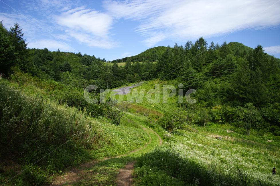 풍경,나무,산,식물,꽃밭,하늘,구름,자연,풍경,nature,landscape,tree,plant,fir,전나무,outdoors,옥외