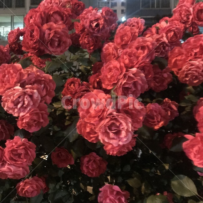 장미,꽃,감성,봄,여름,빨강,rose,flower,summer,spring,red
