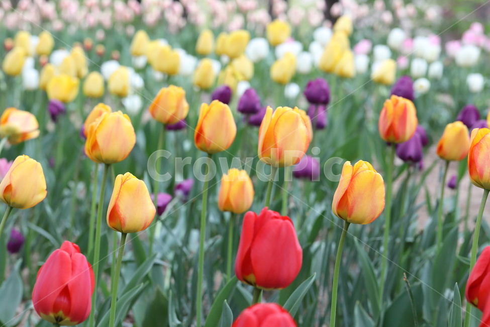 꽃,튤립,꽃길,꽃밭,봄,계절,공원,자연,풍경,색깔,flowers,tulips,spring,field,park,landscape,nature,colors,colorful,season,봄날,봄,계절,spring,season,식물,자연,plants,nature,꽃,flower,plant,blossom