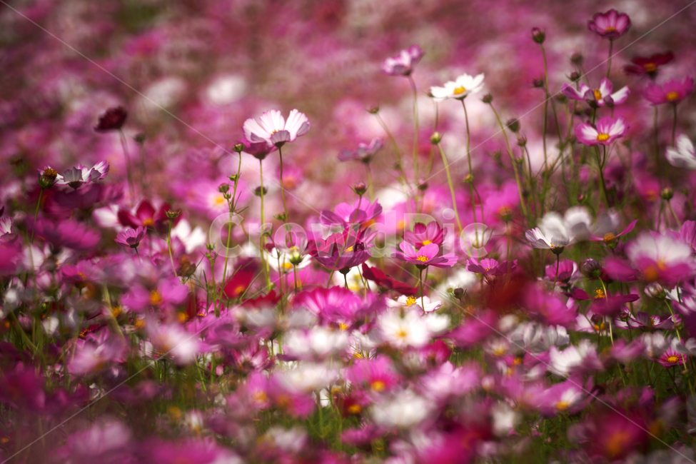 코스모스,꽃,식물,가을,계절,감성,자연,가을,계절,fall,autumn,season,식물,자연,plants,nature,꽃,flower,blossom,petal,꽃잎,plant,spring,봄,anemone,아네모네