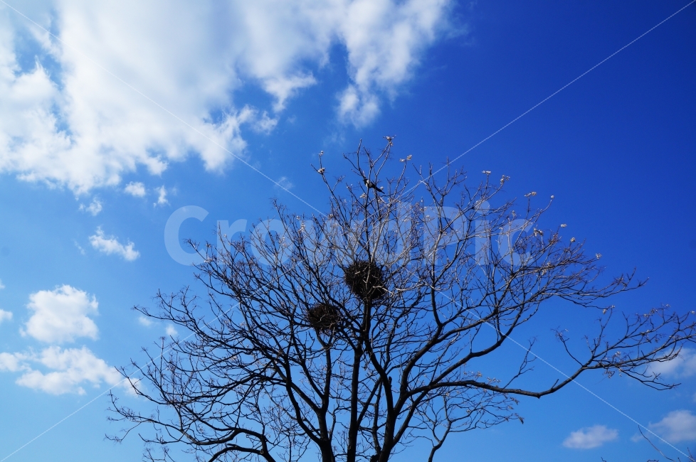까치,까치집,나무,새집,새,계절,봄,겨울,겨울,계절,winter,season,식물,자연,plants,nature,나무,trees,wood,동물,animal,조류,새,birds