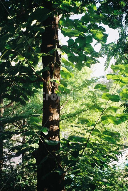 plant,식물,tree,나무,wood,film,green,여름,summer,향,필름사진