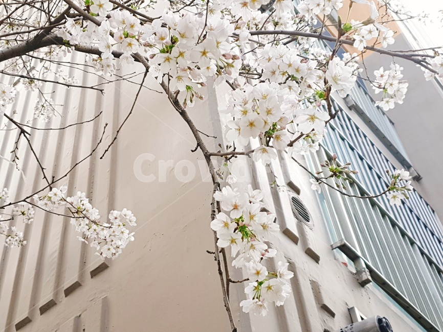 봄,꽃,벚꽃,나무,3월,4월,cherryblossoms,spring,flower,tree,march,april