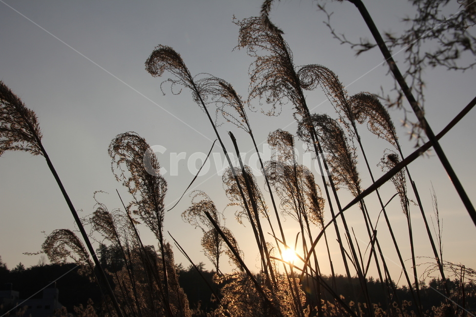 갈대,갈대명소,풍경,노을,억새,해질녁,도암리,가을,계절,fall,autumn,season,자연,풍경,nature,landscape,grass,잔디,plant,식물,lawn