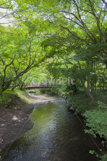 자연,식물,나무,그린,녹색풍경,마음정화,힐링,nature,rest,lanscape