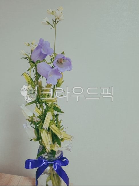 꽃,초롱꽃,보라색,장식,flower,식물,blossom