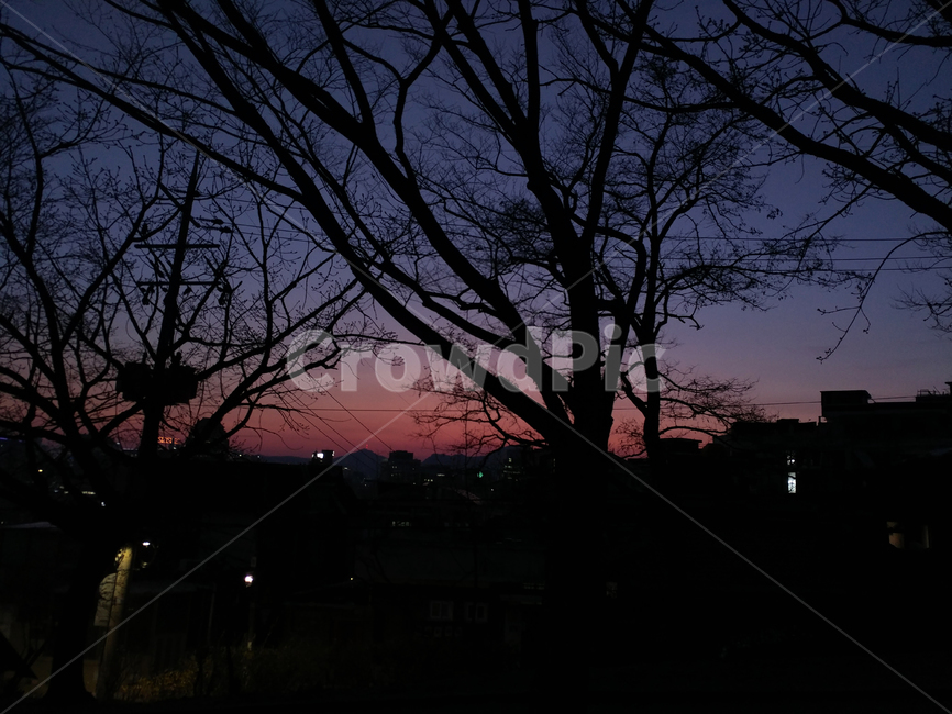 노을,해질녘,그림자,밤,야경,컬러,컬러풀,어둠,나무,실루엣,그림자,silhouette,shadow