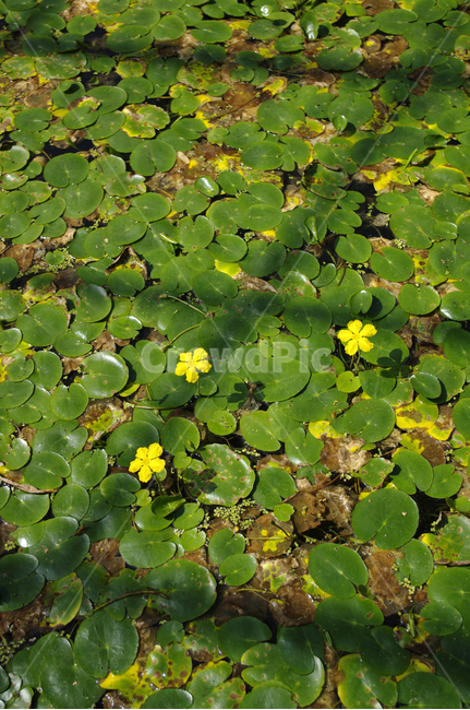 꽃,식물,flower,plant,어리연꽃,식물,자연,plants,nature,꽃,flower