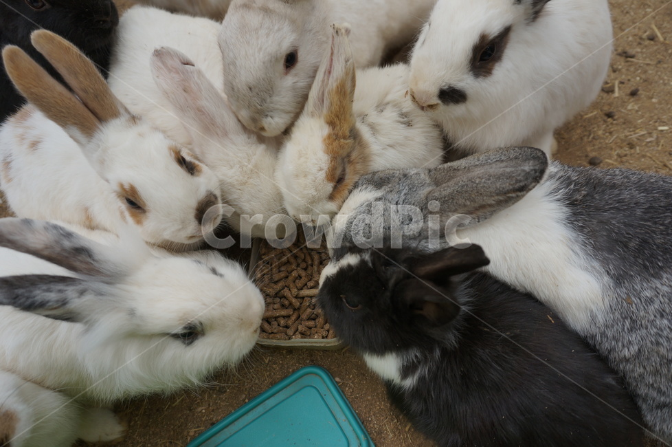 rodent,설치류,animal,동물,hare,토끼,mammal,포유류,집토끼,동물,animal,포유류,mammal