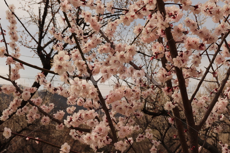 봄,매화,꽃,blossom,flower,식물