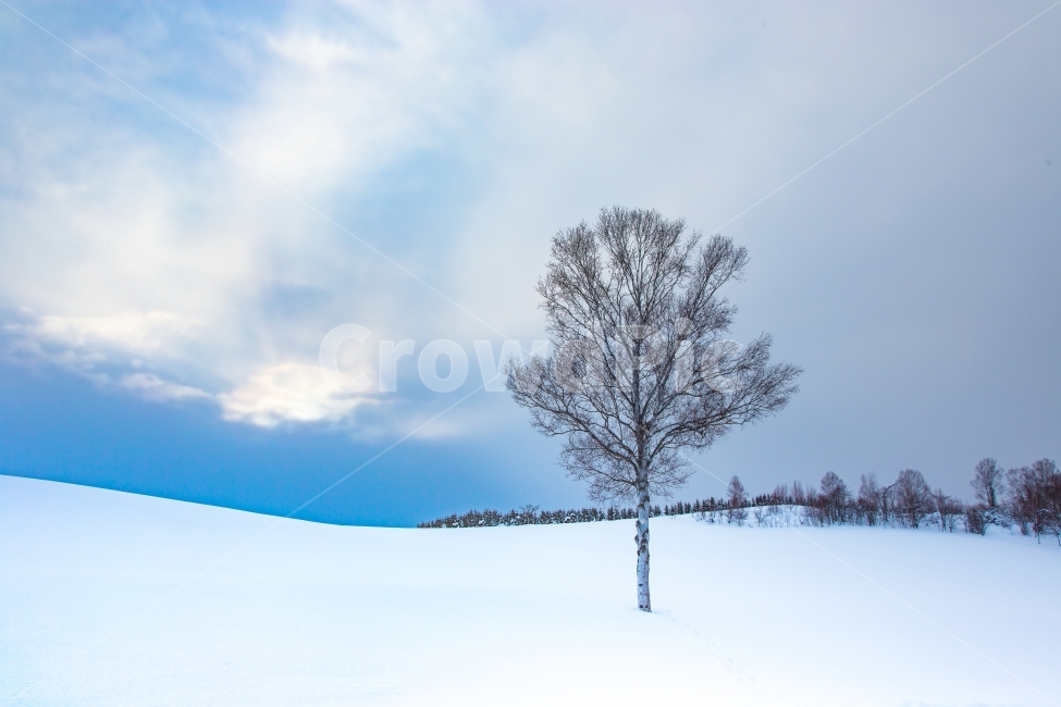 설경,자연,풍경,폭설,눈,비에이,설국,왕따나무,겨울,계절,winter,season,자연,풍경,nature,landscape,식물,plants,나무,trees,wood,outdoors,옥외