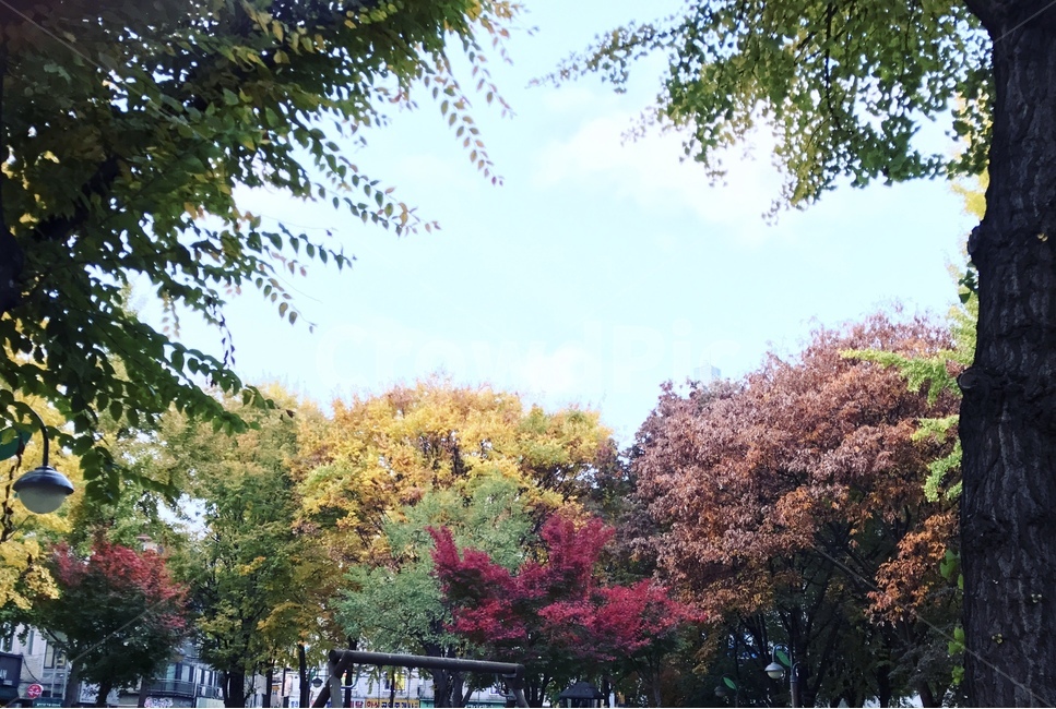 자연,풍경,나무,가을,식물,가을,계절,fall,autumn,season,자연,풍경,nature,landscape,outdoors,옥외