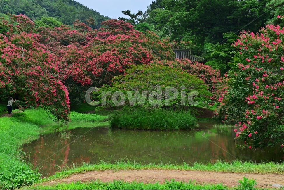 outdoors,옥외,nature,자연,water,물,경치,경관,연못,담양,명옥헌,명옥헌원림,명옥헌배롱나무,배롱나무