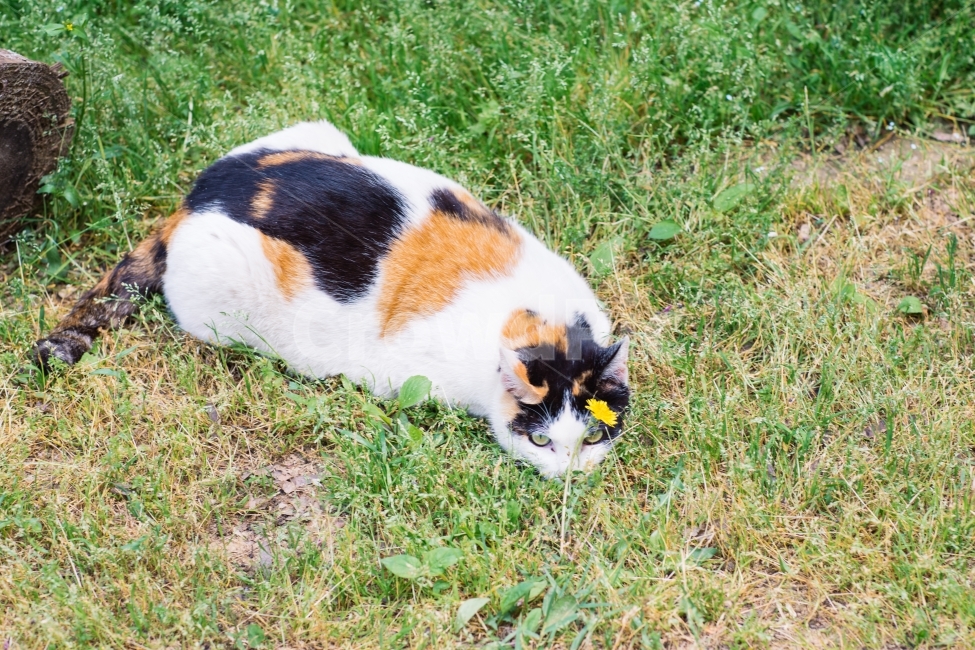 꽃냥,고양이,민들레,민들레고양이,cat,동물,animal,포유류,mammal,고양이,cat,kitten,kitty