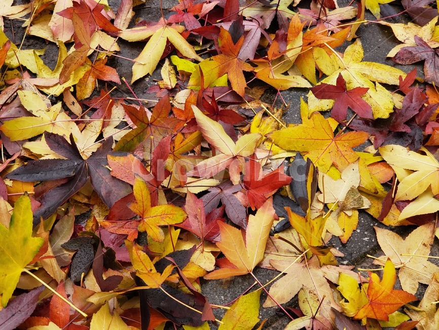 leaf,잎,plant,식물,tree,나무,가을,낙엽,단풍,은행,울긋불긋,노랑,빨강,초록,바닥,쌓이다,쌓임,겹겹이,가을,계절,fall,autumn,season