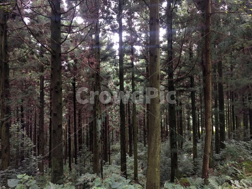 나무,tree,숲,forest,제주,jeju